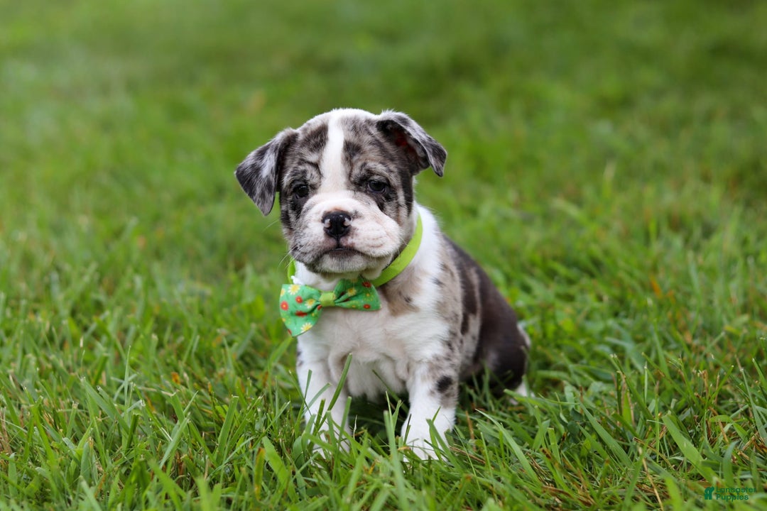 Beabull dogs for sale: Oreo - Image 5