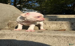 Pug dogs for sale: Selene - Image 2
