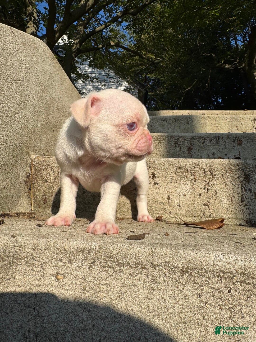 Pug dogs for sale: Selene - Image 2