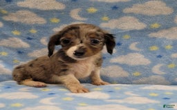 Miniature Dachshund dogs for sale: Sky - Image 5