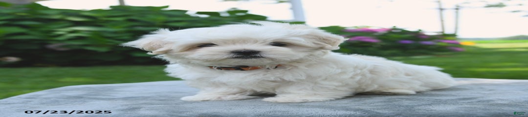 Lenny