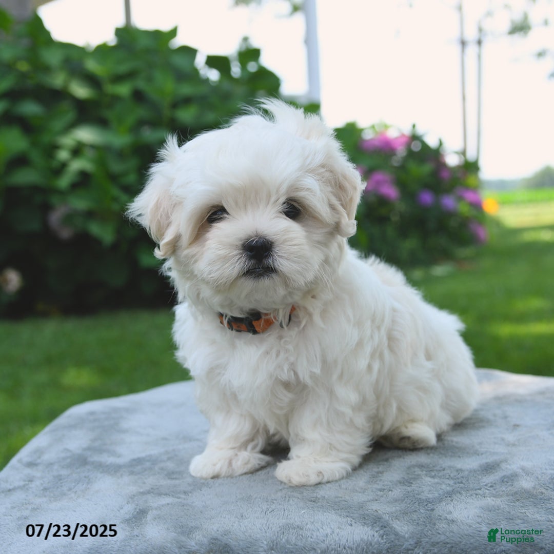 Maltese dogs for sale: Lenny - Image 2