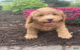 Cockapoo dogs for sale: Nellie - Image 3