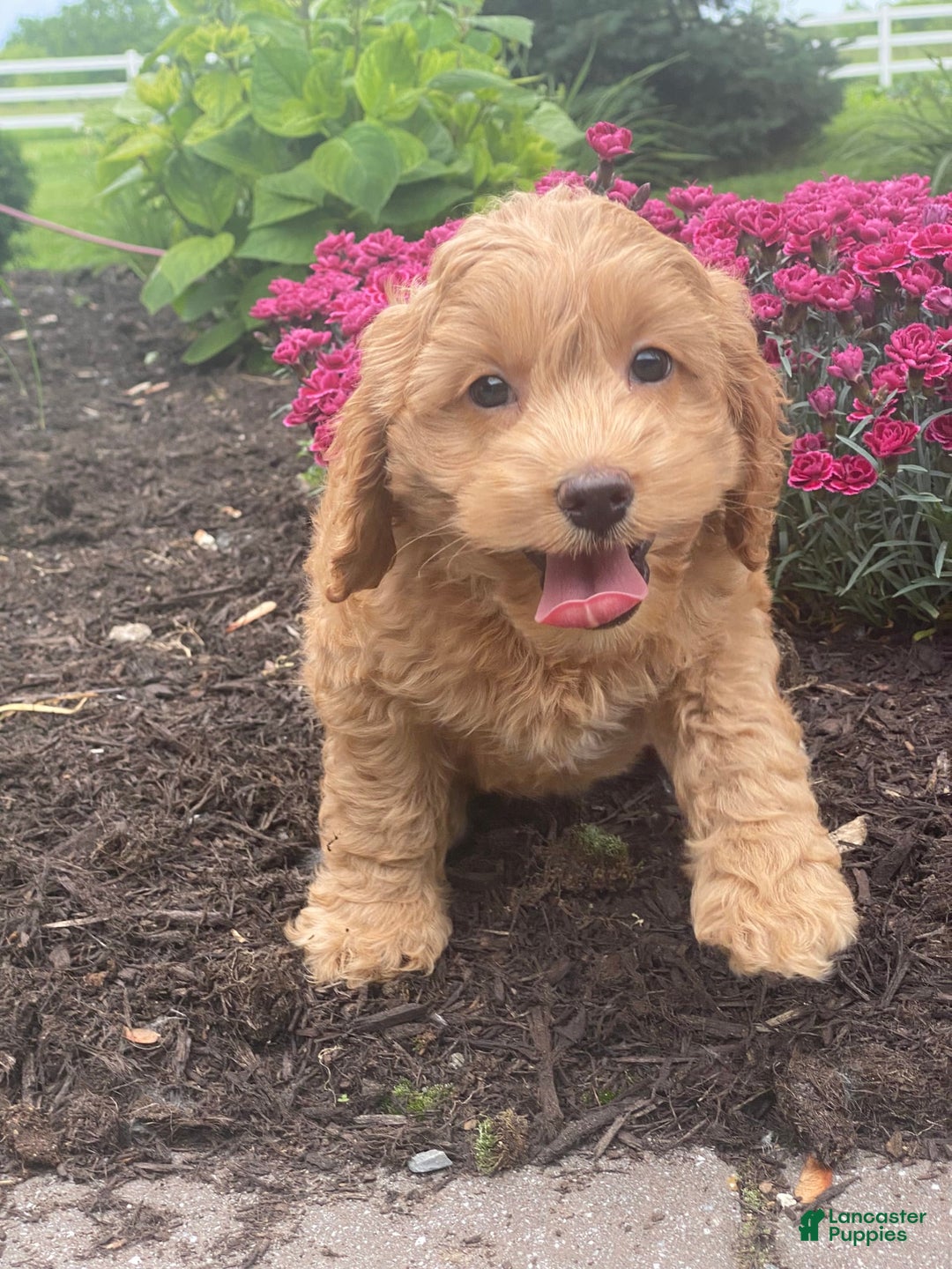 Cockapoo dogs for sale: Nellie - Image 3