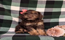 Cockapoo dogs for sale: Charise - Image 8