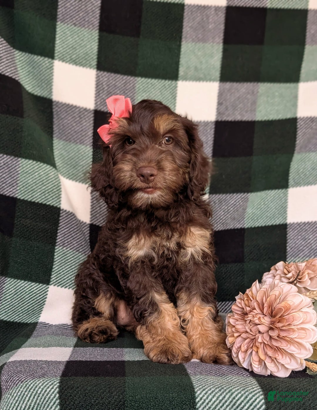 Cockapoo dogs for sale: Charise - Image 8