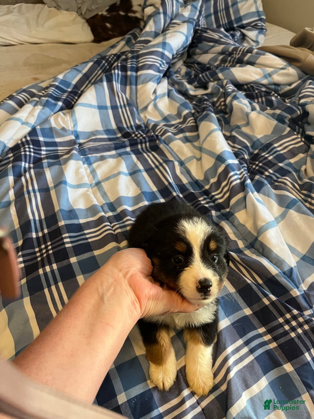 Miniature Australian Shepherd dogs for sale: Green - Image 1