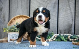 Bernese Mountain Dog dogs for sale: Benson - Image 2