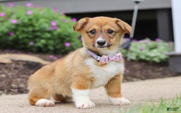Welsh Corgi Pembroke dogs for sale: Daisy - Image 5