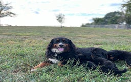 Bernese Mountain Dog dogs for sale: Stella - Image 3