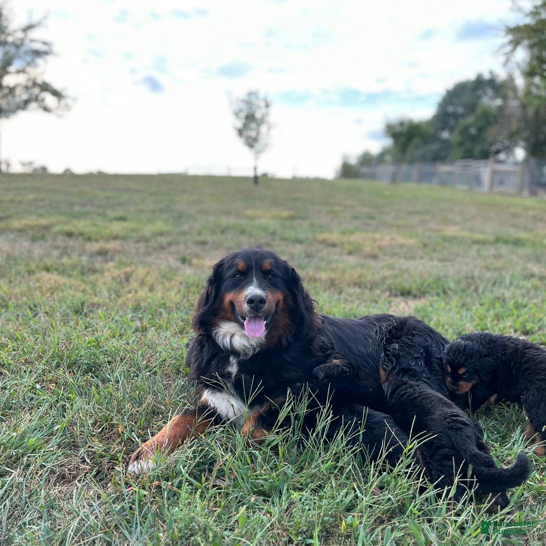 Bernese Mountain Dog dogs for sale: Stella - Image 3