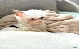 Yorkshire Terrier dogs for sale: Daniel - Image 28