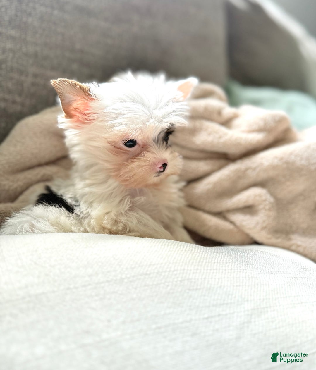 Yorkshire Terrier dogs for sale: Daniel - Image 28