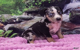 Catahoula Leopard Dog dogs for sale: Luna 2025 Female 3 - Image 5