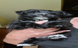 Morkie dogs for sale: Mr. Sleepy - Image 6