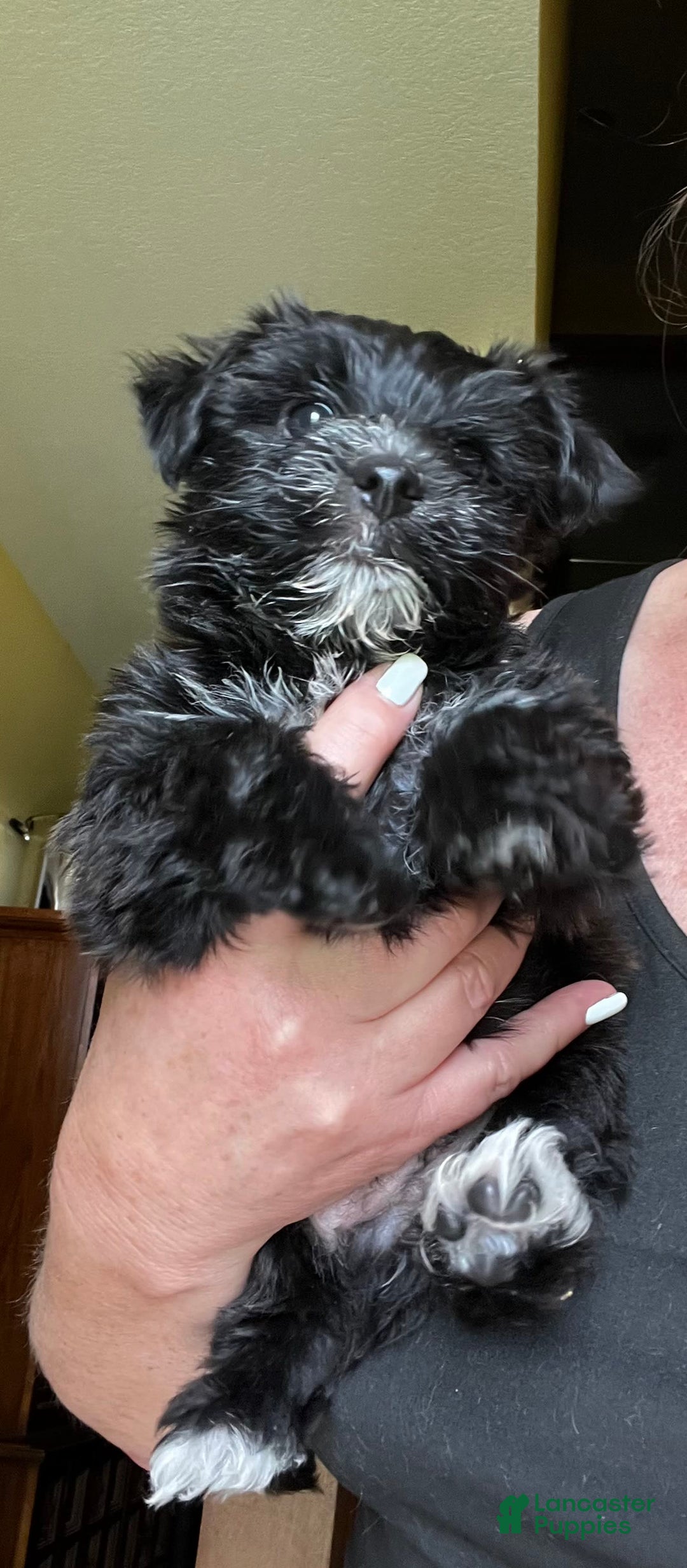 Morkie dogs for sale: Mr. Sleepy - Image 6