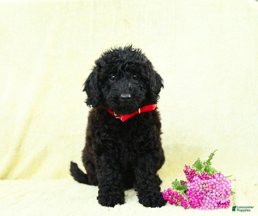 Cavapoo dogs for sale: Pepper - Image 4