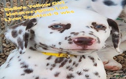 Dalmatian dogs for sale: Belles Yellow Lua Liver Spotted Girl - Image 6