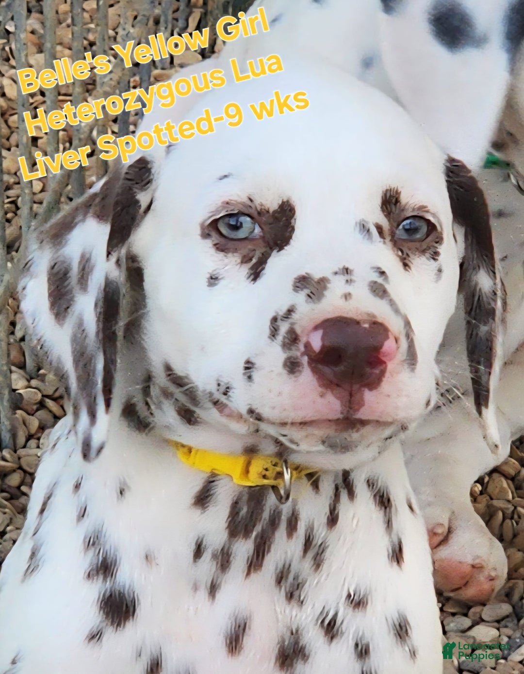 Dalmatian dogs for sale: Belles Yellow Lua Liver Spotted Girl - Image 6