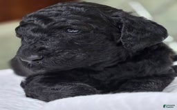 Standard Poodle dogs for sale: Ember - Image 1