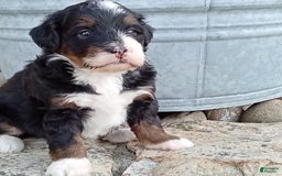 Mini Bernedoodle dogs for sale: Oakley - Image 27