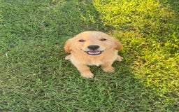 Golden Retriever dogs for sale: Ladies babies - Image 4
