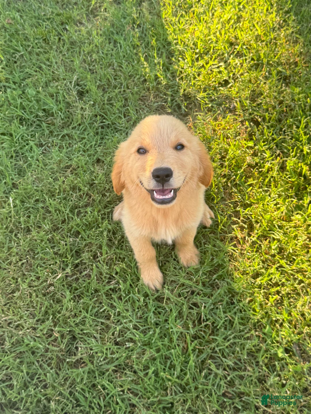 Golden Retriever dogs for sale: Ladies babies - Image 4