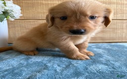 Golden Retriever dogs for sale: Luke - Image 8