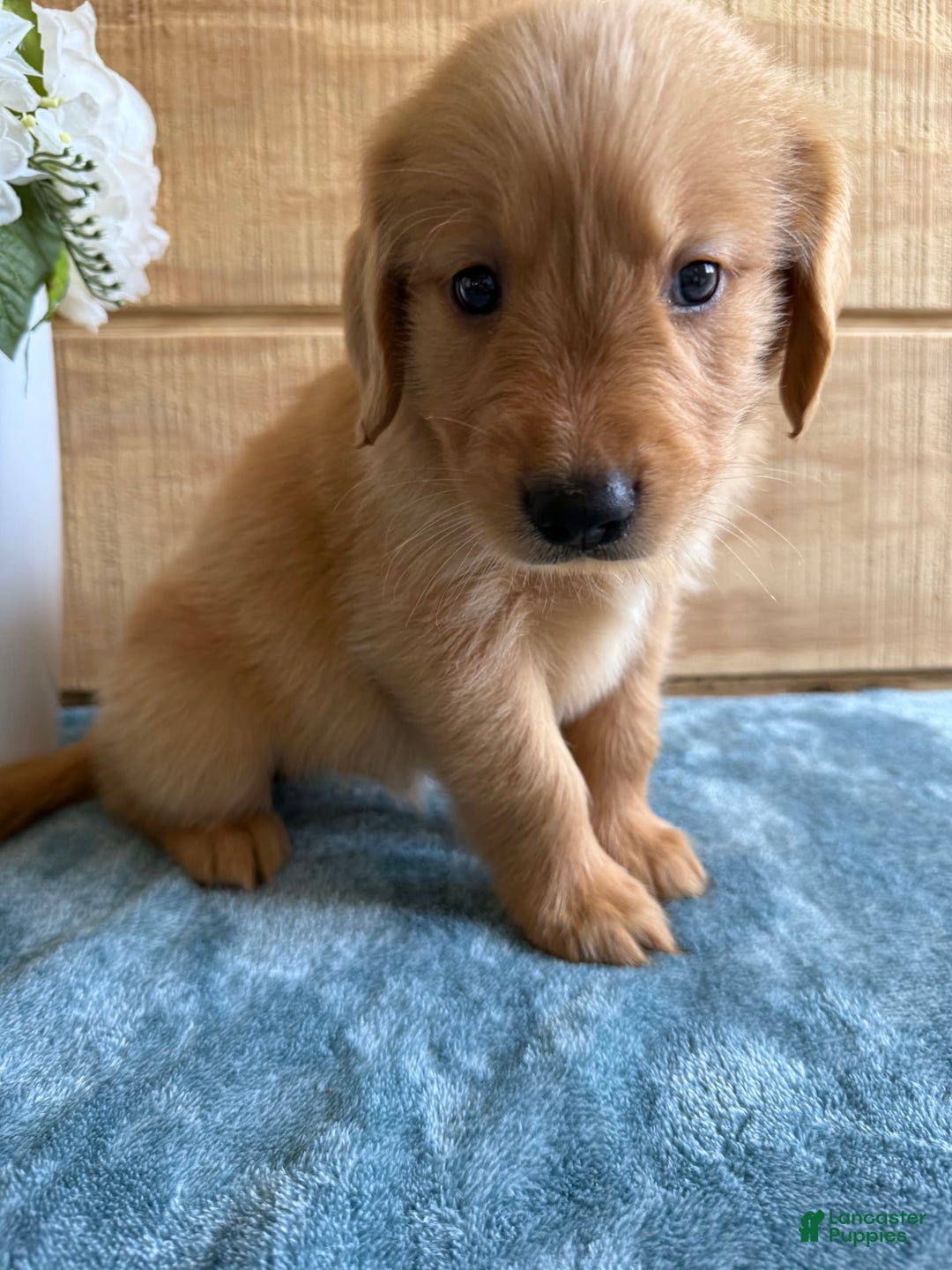 Golden Retriever dogs for sale: Luke - Image 8