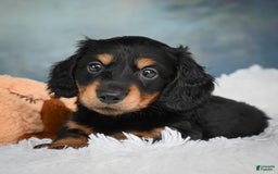 Miniature Dachshund dogs for sale: Mason - Image 7