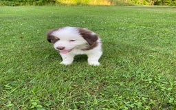 Australian Shepherd dogs for sale: Sami H2 - Image 3