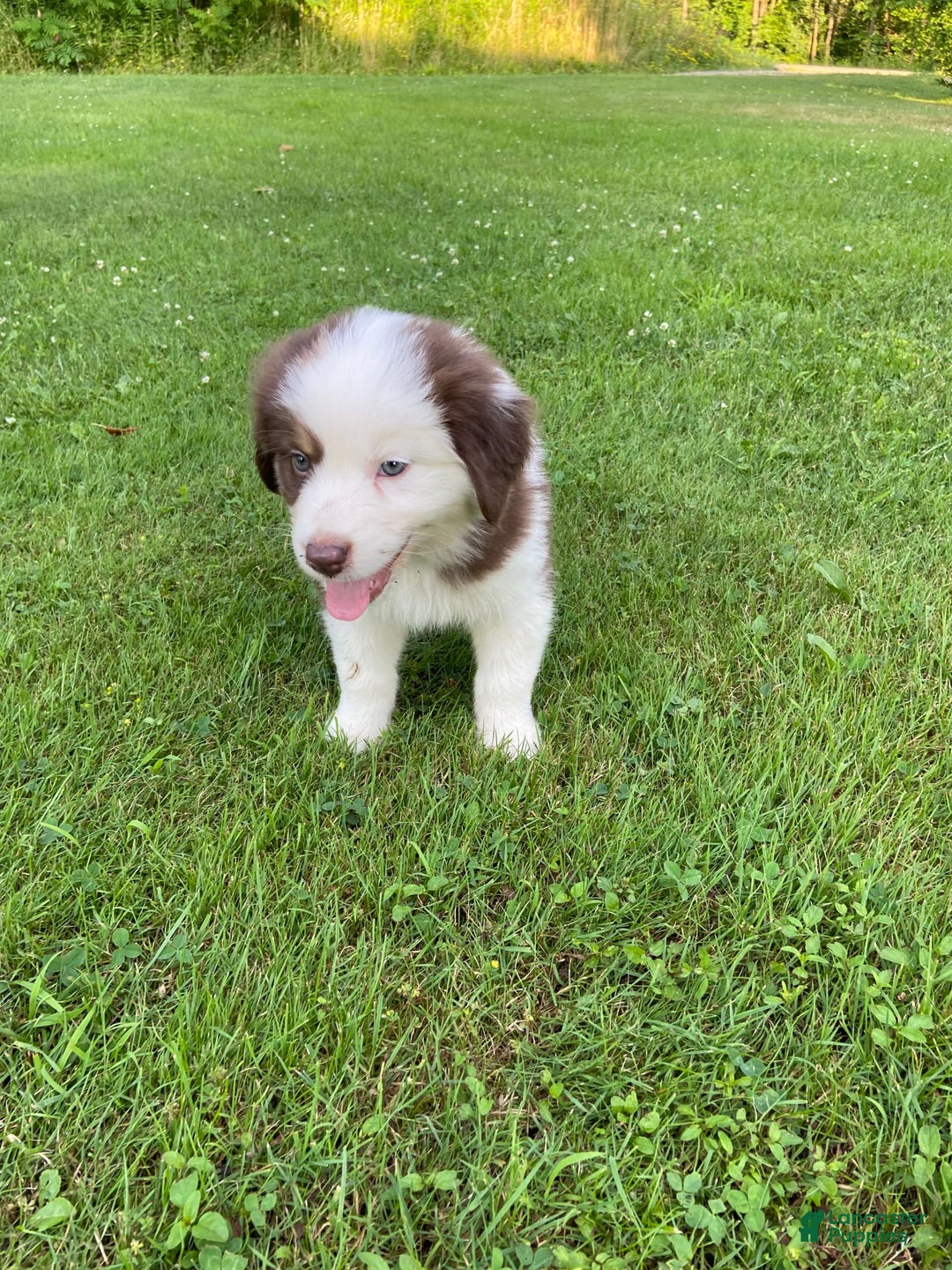 Australian Shepherd dogs for sale: Sami H2 - Image 3