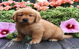 Golden Retriever dogs for sale: Wallace - Image 1