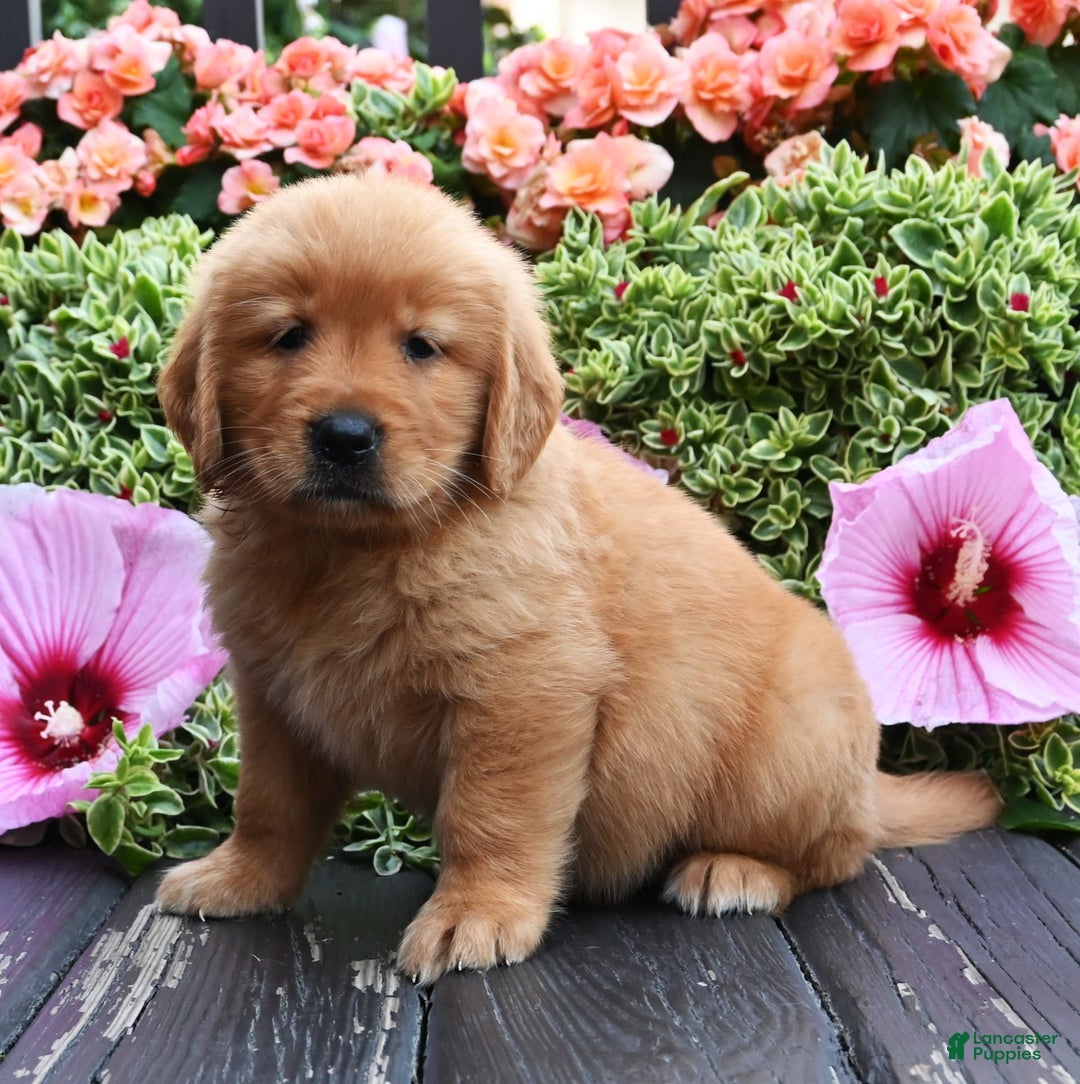 Golden Retriever dogs for sale: Wallace - Image 1