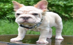 French Bulldog dogs for sale: Rayna Big Rope Velvet Fluffy - Image 63