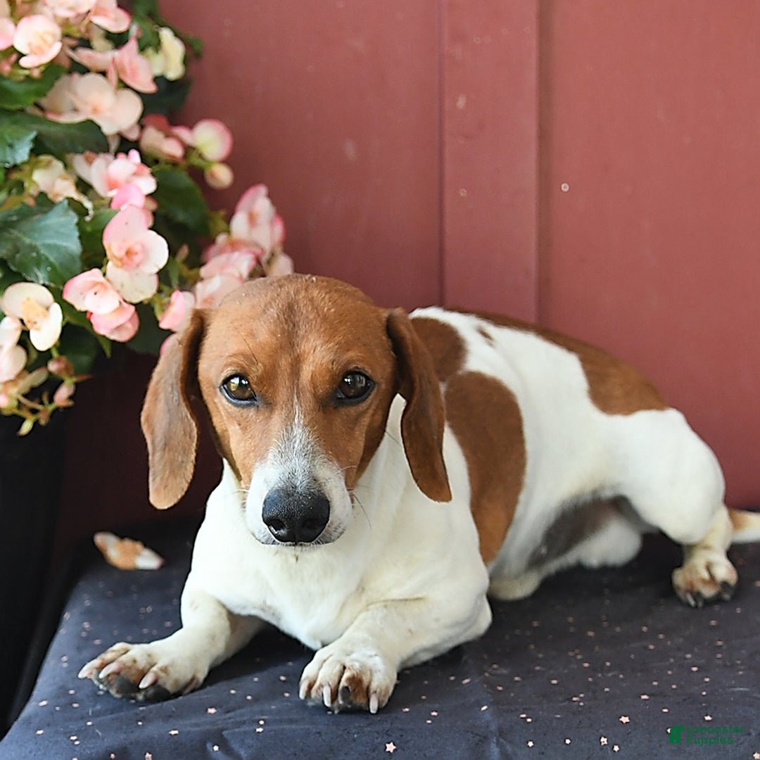 Miniature Dachshund dogs for sale: Rosie - Image 4