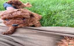 Toy Poodle dogs for sale: 🌷 Ruby - Image 7