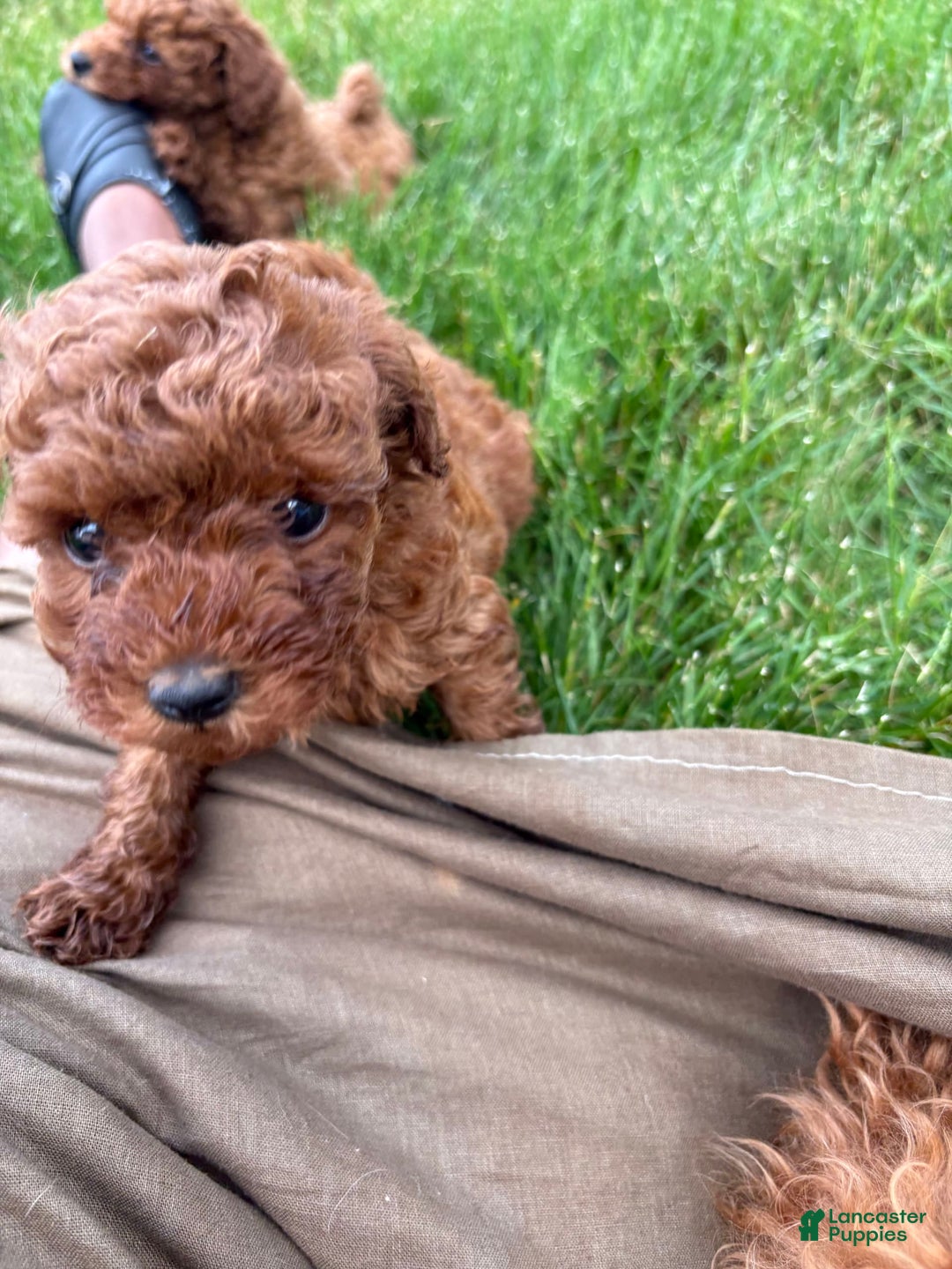 Toy Poodle dogs for sale: 🌷 Ruby - Image 7
