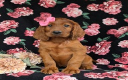 Irish Setter dogs for sale: Izzie - Image 2