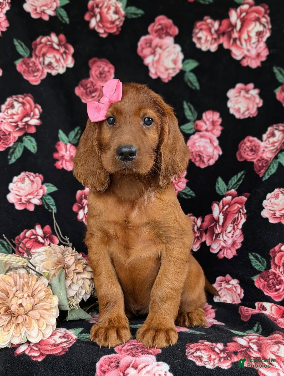 Irish Setter dogs for sale: Izzie - Image 2