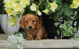 Miniature Dachshund dogs for sale: Miniature Dachshund 4 puppies - Image 14