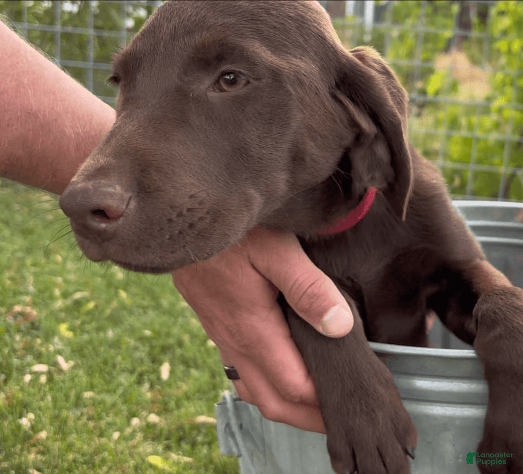 Labrador Retriever dogs for sale: Mocha - Image 8