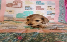 Miniature Dachshund dogs for sale: Chip - Image 7