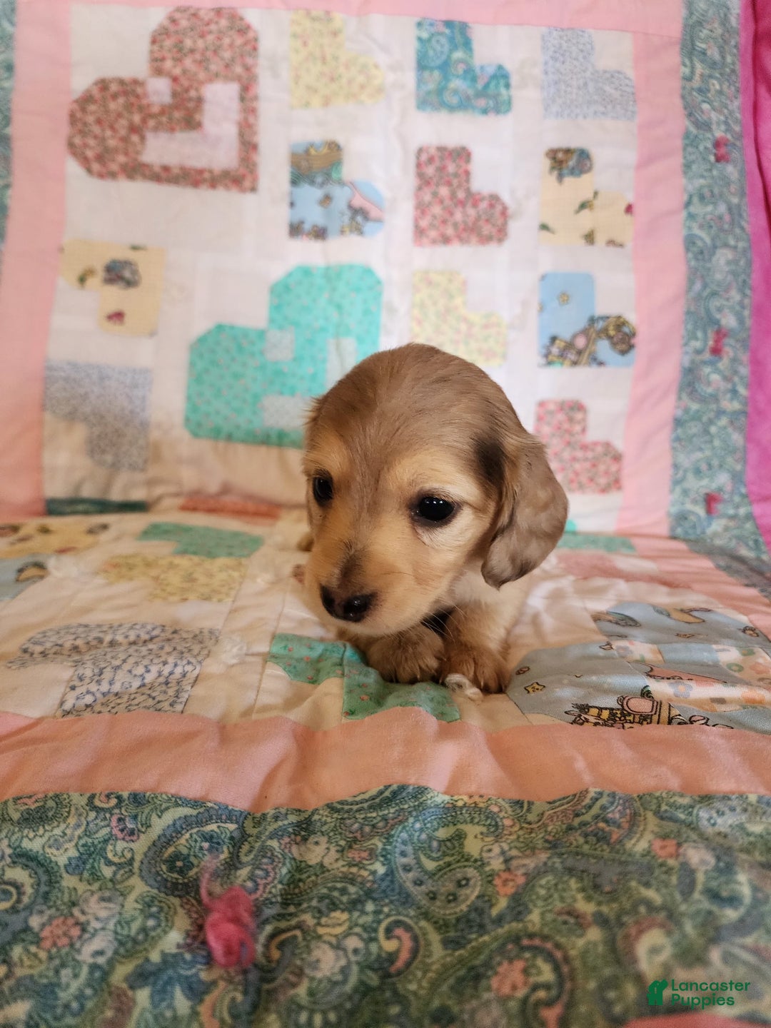 Miniature Dachshund dogs for sale: Chip - Image 7