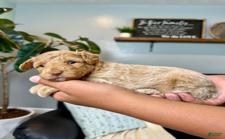 Mini Goldendoodle dogs for sale - Ad 3