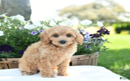 Cavapoo dogs for sale: Scarlet - Image 5