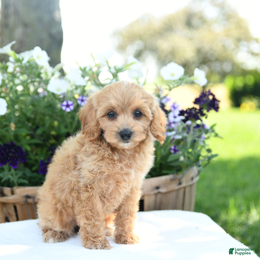 Cavapoo dogs for sale: Scarlet - Image 5