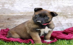 Belgian Malinois dogs for sale: Jasmine - Image 4