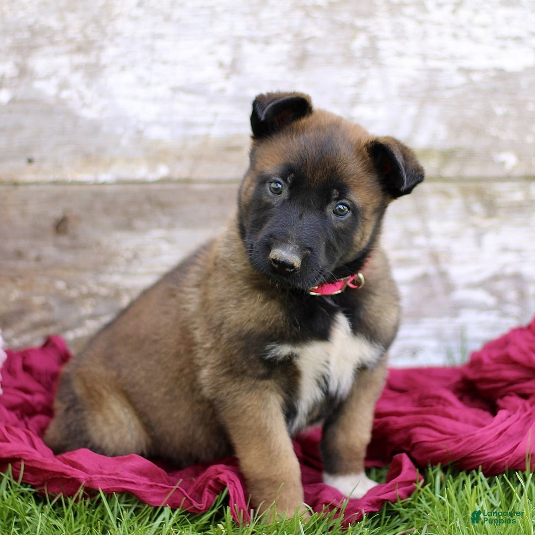 Belgian Malinois dogs for sale: Jasmine - Image 4