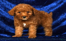 Mini Goldendoodle dogs for sale: Daisy - Image 9